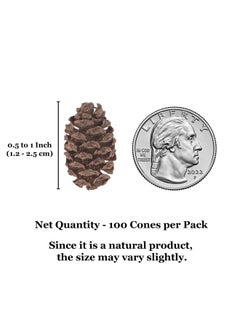 SunGrow SunGrow Alder Cones for Shrimps, Water Conditioner for Freshwater Shrimp Tanks, Aquarium Decorations & Accessories (100 Pcs)  - Image 5