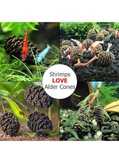 SunGrow SunGrow Alder Cones for Shrimps, Water Conditioner for Freshwater Shrimp Tanks, Aquarium Decorations & Accessories (100 Pcs)  - Image 3