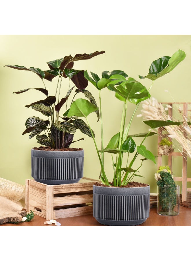 Ferns N Petals Air Purifying Duo Of Calathea And Monstera Plant 