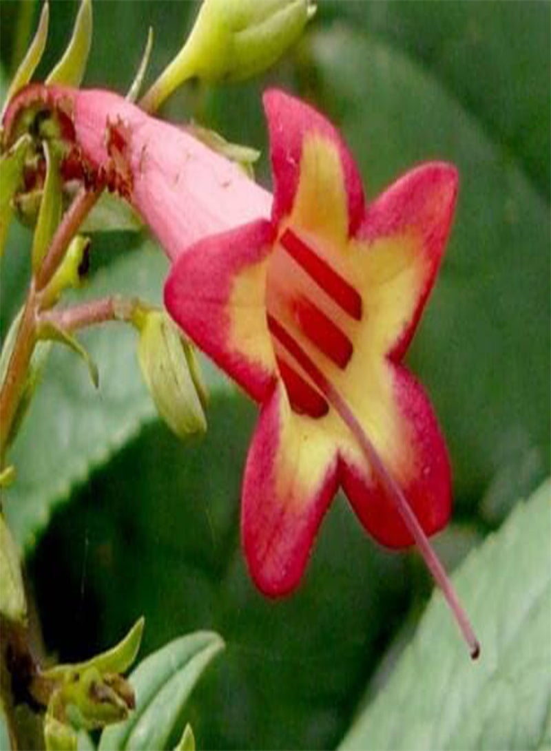 GGOOT 10 graines de Fuchsia DU Cap Corail (Phygeli us capensis) H343 Cape Figwort seeds