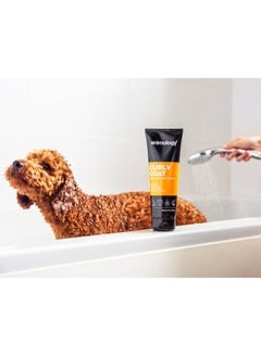 Curly Coat Dog Shampoo 250ml Pack of 1 - pzsku/Z259C34135C97E311F683Z/45/_/1739362013/483f33c4-f4f2-4b7b-af84-92a934efec0c