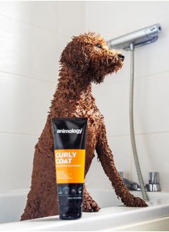 Curly Coat Dog Shampoo 250ml Pack of 1 - pzsku/Z259C34135C97E311F683Z/45/_/1739362013/b564be5e-5002-4270-bc39-24dc92e9fb91