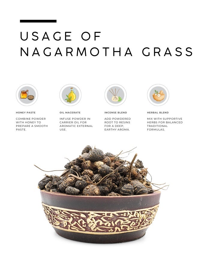 أباميك عوافي ميل جذر ناغارموثا (Cyperus Scariosus) - 500 جم | 17.6 أوقية - Image 3