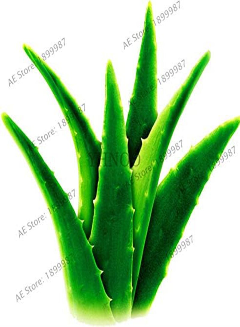 GGOOT seeds Fresh 100pcs Edible Aloe Vera Plant seeds for Planting Green 2 - Image 1