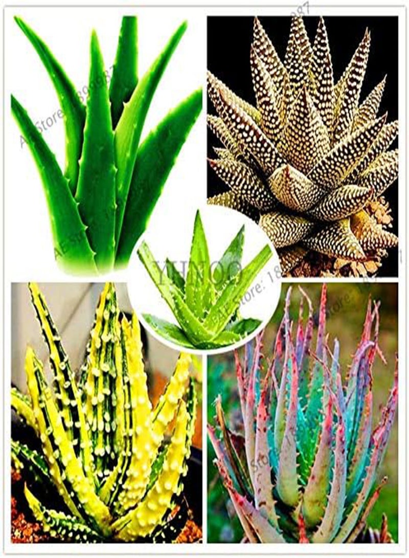 GGOOT seeds Fresh 100pcs Edible Aloe Vera Plant seeds for Planting Green 2 - Image 2