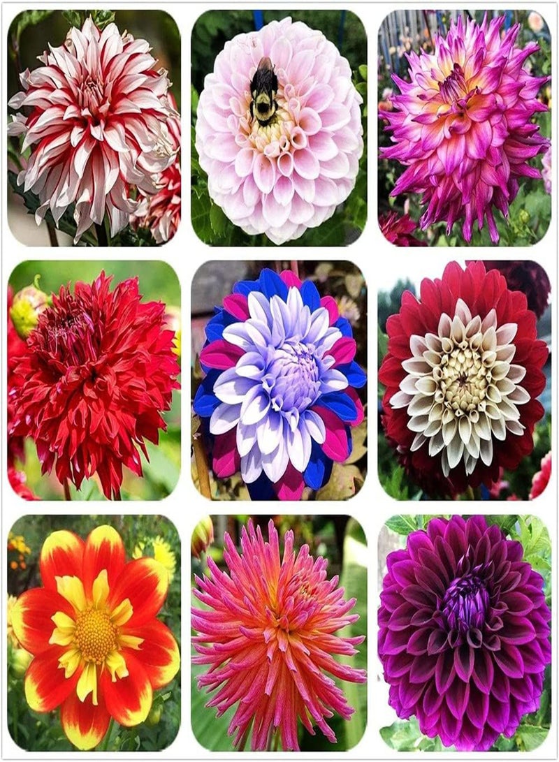 جي جوت 200 قطعة من بذور الداليا أنيقة وجميلة لها مزاج خاص وأزهار مقطوعة تدوم طويلاً وأضيفت ألوان جميلة إلى الحديقة - Image 1