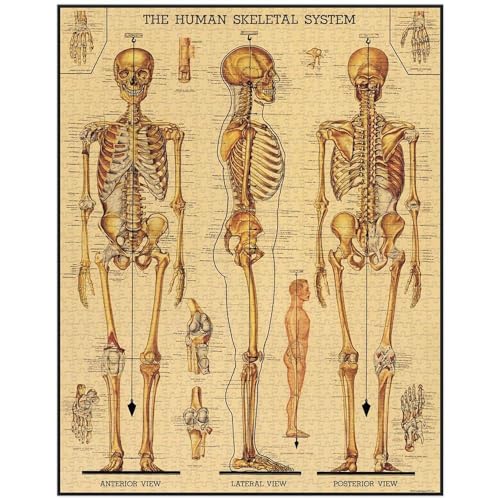 CAVANILLI & CO. Cavallini Papers & Co. Skeletal System 1,000 Piece Puzzle, Multi - Image 2