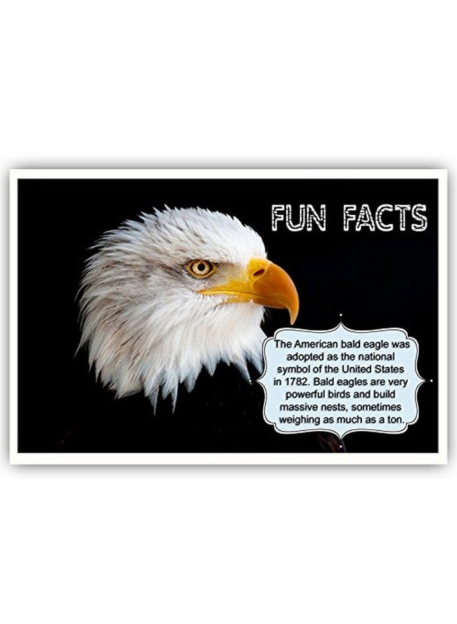 Postcard Fair Americana Fun Facts Postcard Set Of 20 Postcards. Iconic America And American Culture Post Card Variety Pack. Made In Usa. - Image 4