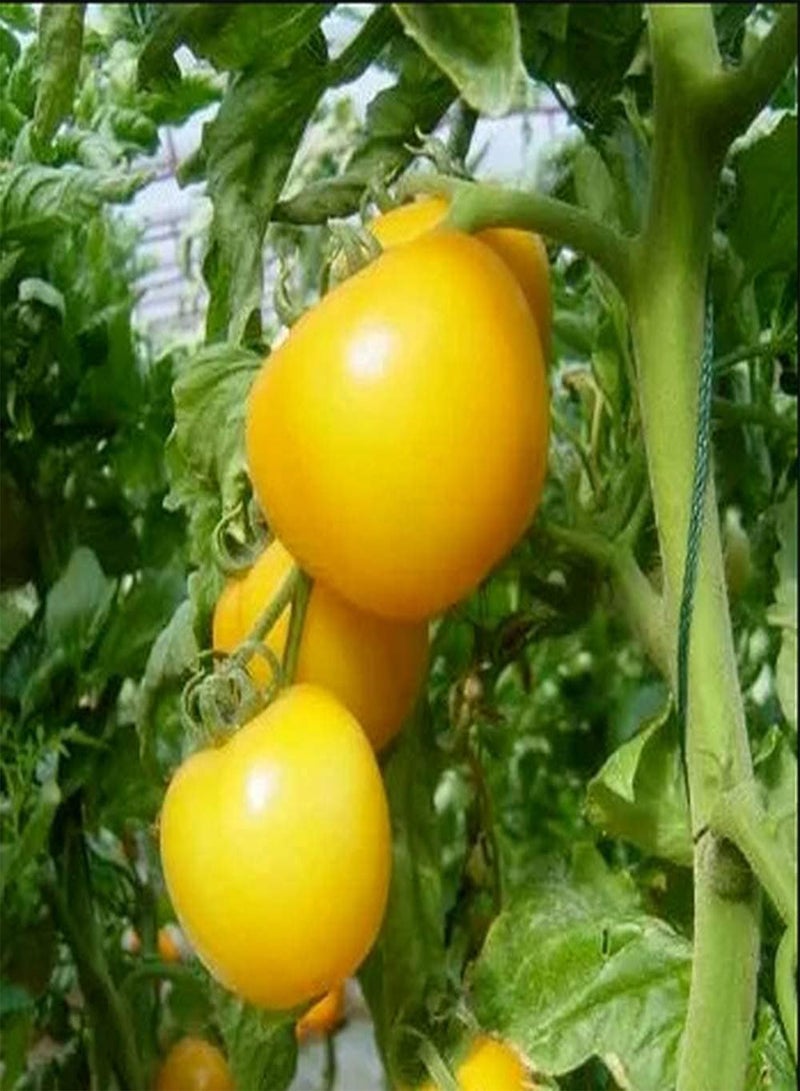 GGOOT 100pcs Tomato Seeds Indoor Outdoor Planting Sowing Throughout The Year Strong Adaptability Easy to Survive Perennial Vegetable - Image 3