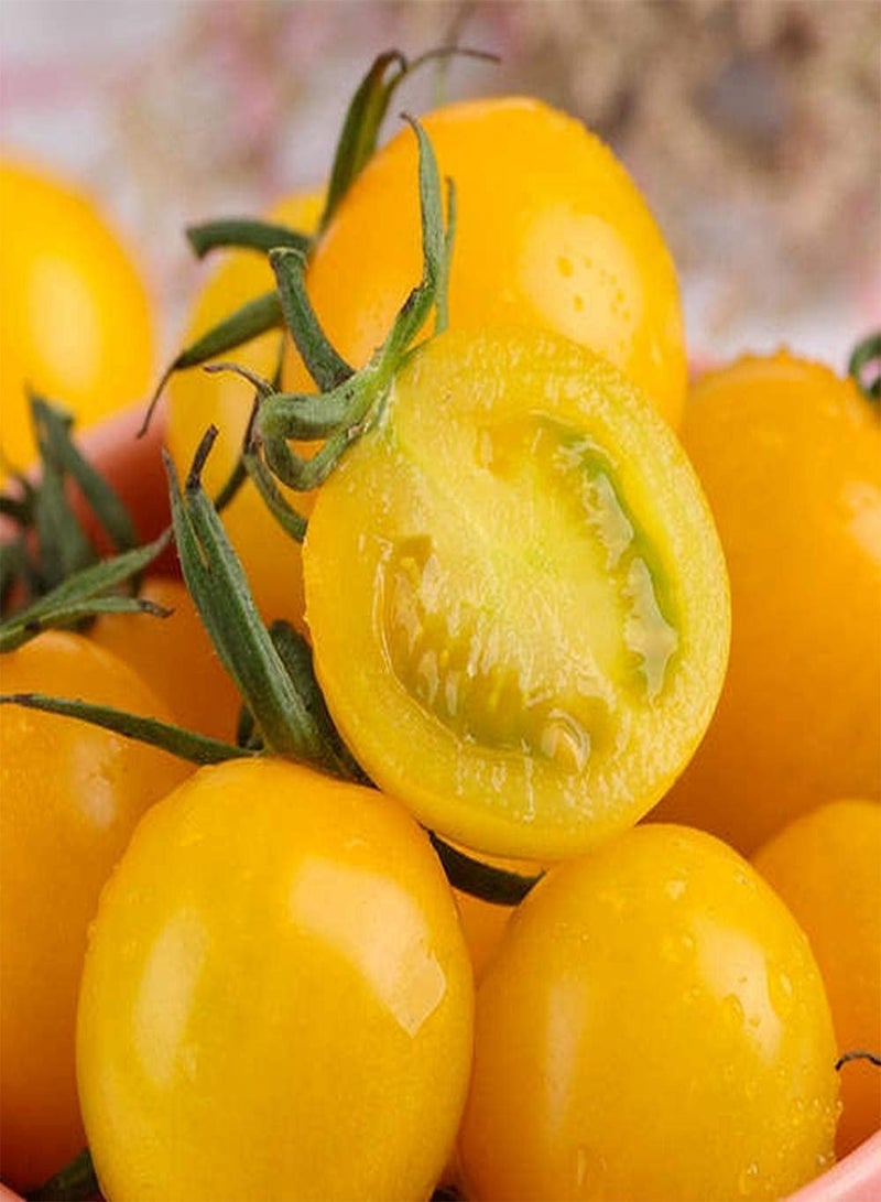 GGOOT 100pcs Tomato Seeds Indoor Outdoor Planting Sowing Throughout The Year Strong Adaptability Easy to Survive Perennial Vegetable - Image 2