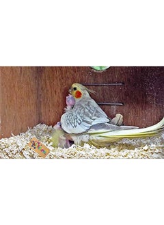 Western Era Natural Wood Shaving Soft Nesting Material For Birds (500Grm)  - Image 1