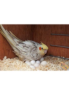 Western Era Natural Wood Shaving Soft Nesting Material For Birds (500Grm)  - Image 3