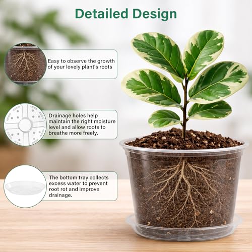 Bluepro 8 Packs 8 Inch Reinforced Large Clear Nursery Pots with Saucers, Transparent Plastic Plant Pot Seedling Planter with Drainage Holes for Vegetable Propagation, Root Cutting, Seed Starting - Image 3