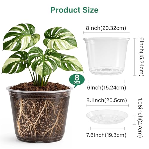 Bluepro 8 Packs 8 Inch Reinforced Large Clear Nursery Pots with Saucers, Transparent Plastic Plant Pot Seedling Planter with Drainage Holes for Vegetable Propagation, Root Cutting, Seed Starting - Image 2