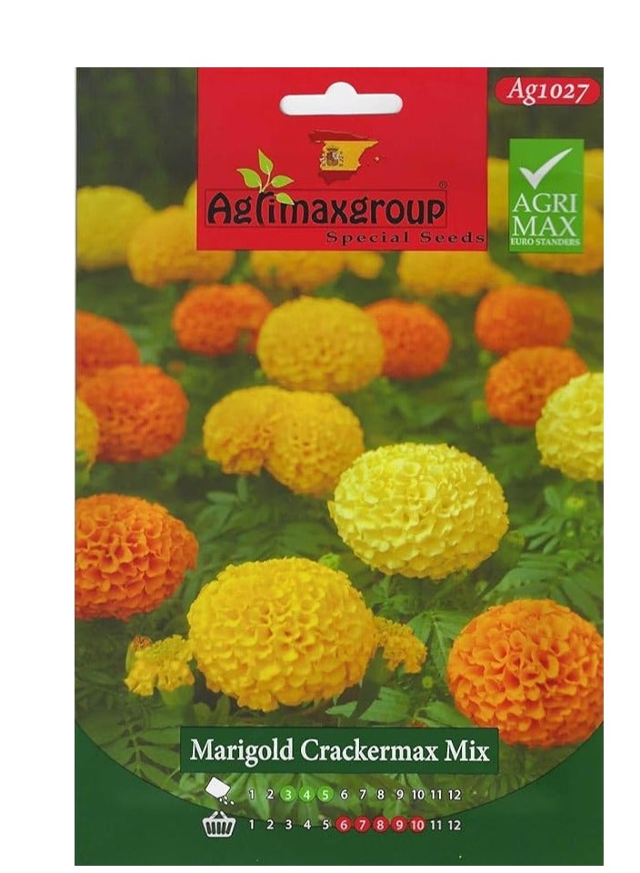 Generic Marigold yellow orange mix flower seeds | Agrimax | Mixed multi pack Seeds | Heat & Drought Tolerant | Ground Cover Plant | 300 seeds 