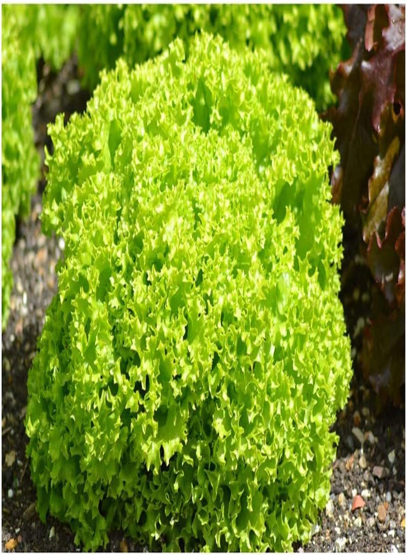 جي جوت الخس - لولا بيوندا - 2 جرام ~ حوالي 1500 (عضوي) - Image 1