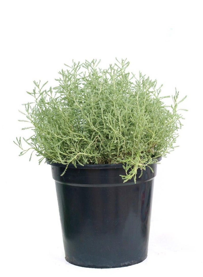 نبات الشيح 4 اصيص - Image 2