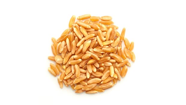 Yupik Organic Kamut Grains, 2.2 lb (35.2 oz), Non-GMO, Vegan, Kosher, Raw Whole Grains, Khorasan Wheat, Nutty Flavor, Source of Fiber & Iron, Ideal for Cooking & Sprouting - Image 2
