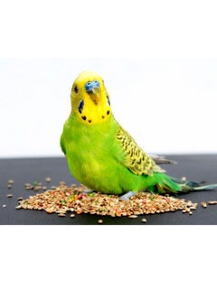 PRIMUS Primus Budgie Lovebird Food 1kg  - Image 2