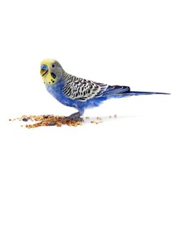 PRIMUS Primus Budgie Lovebird Food 1kg  - Image 3