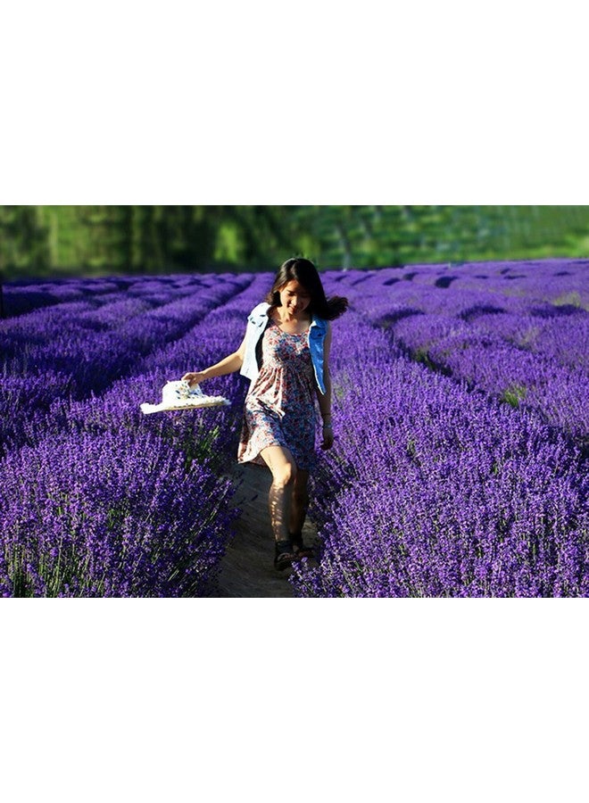 Fragrant Lavender Buds Natural Dried Flowers Wholesale Ultra Blue Grade 1 2 Pound  - Image 4