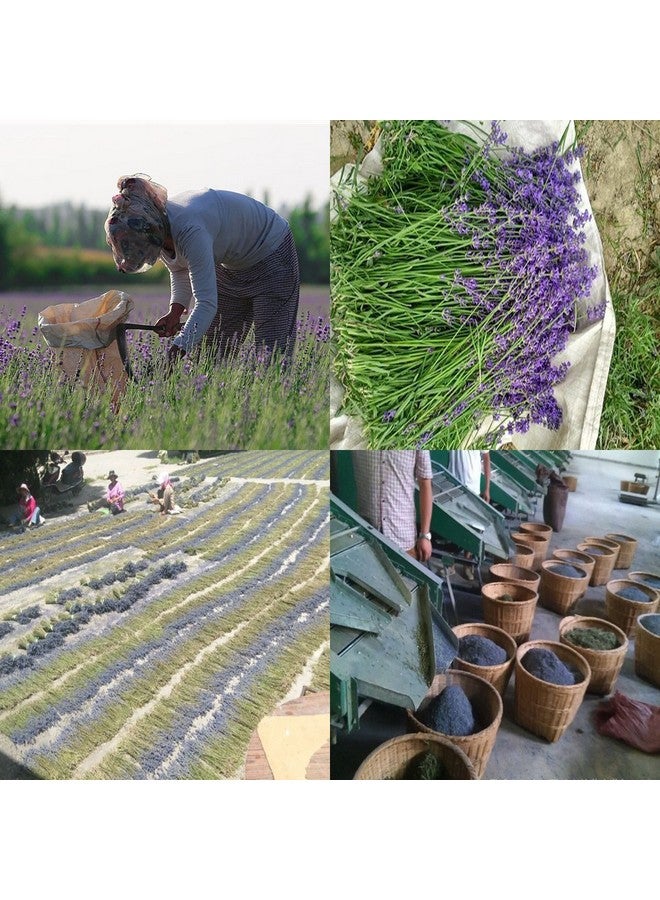 Fragrant Lavender Buds Natural Dried Flowers Wholesale Ultra Blue Grade 1 2 Pound  - Image 5