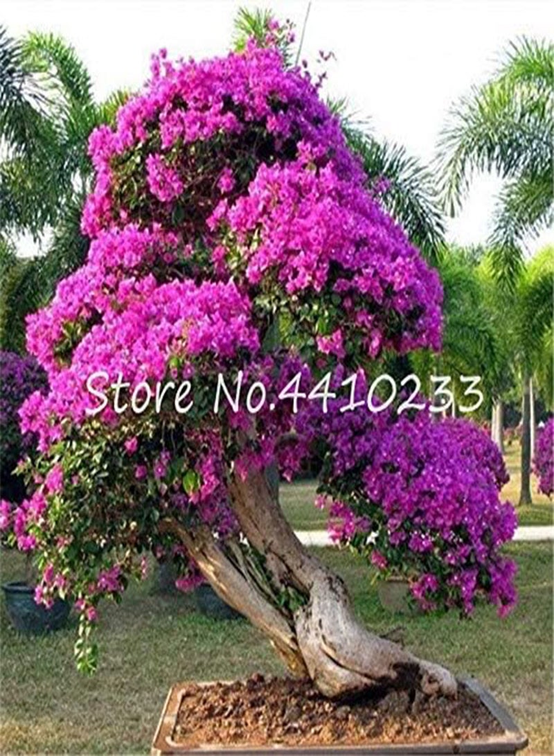 GGOOT New 50 Pcs Bougainvillea Flower Seeds for Gardening Mixed Colour 2 - Image 3