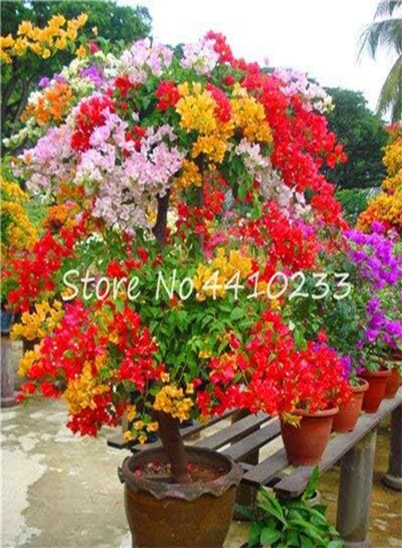 GGOOT New 50 Pcs Bougainvillea Flower Seeds for Gardening Mixed Colour 2 - Image 1