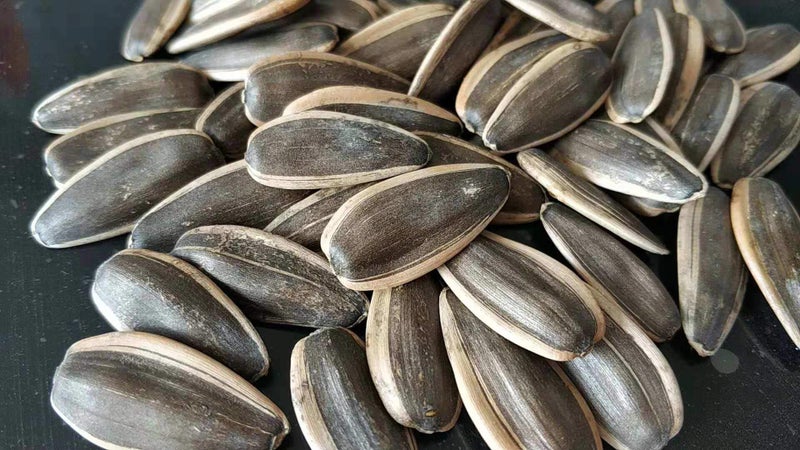 Parrots Wizard Parrot Wizard, Sunflower Seeds For Gray Parrot (4750 Grams), Bird, Adult, 1 Count - Image 4