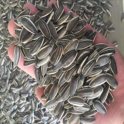 Parrots Wizard Parrot Wizard, Sunflower Seeds For Gray Parrot (4750 Grams), Bird, Adult, 1 Count - Image 3