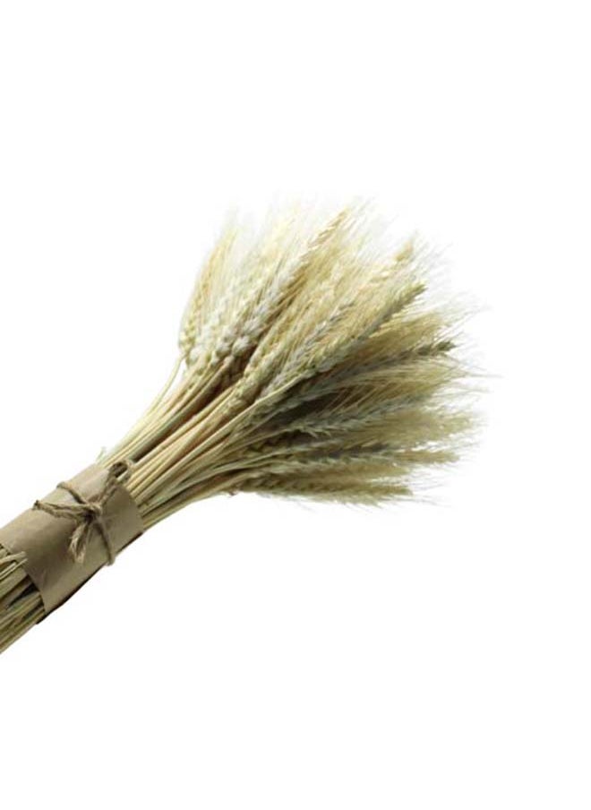 Generic Natural Dried Wheat Grass Bundle Artificial Dried Flowers (Natural, 100)  - Image 1