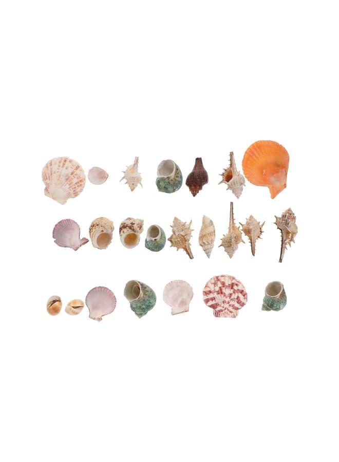 The Bros Mixed Sea Shells, 200g Beach Seashells Starfish, Various Sizes Ocean Seashells for Fish Tank Vase Fillers, Beach Theme Party Wedding Decor, Candle Making, DIY Crafts, Home Decorations - Image 3
