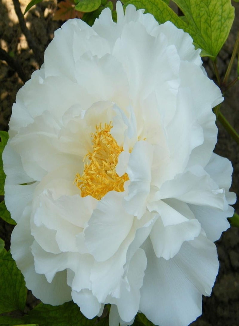 GGOOT Green Garden Flower Plants-10 Pcs Summer Blooming Peony Flower Seeds Perennial Plants Home Garden Decor - Rose Red Peony Seeds - Image 5