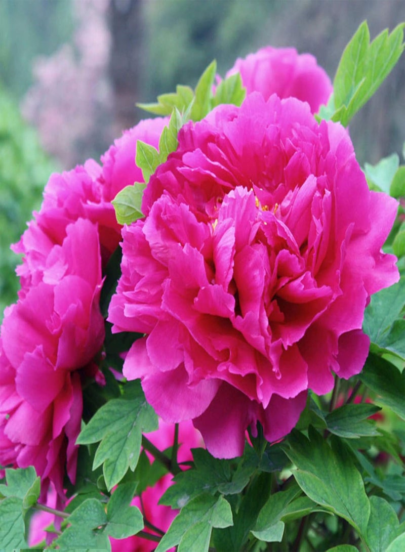 GGOOT Green Garden Flower Plants-10 Pcs Summer Blooming Peony Flower Seeds Perennial Plants Home Garden Decor - Rose Red Peony Seeds - Image 4