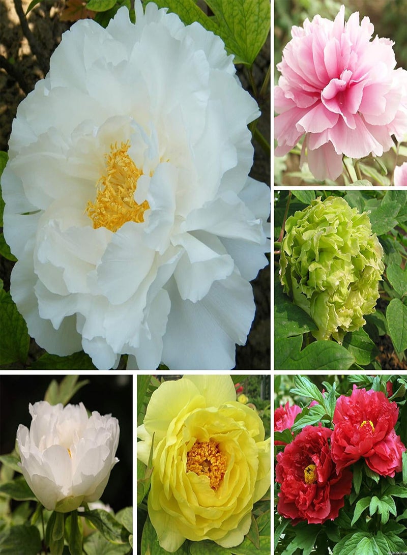 GGOOT Green Garden Flower Plants-10 Pcs Summer Blooming Peony Flower Seeds Perennial Plants Home Garden Decor - Rose Red Peony Seeds - Image 3