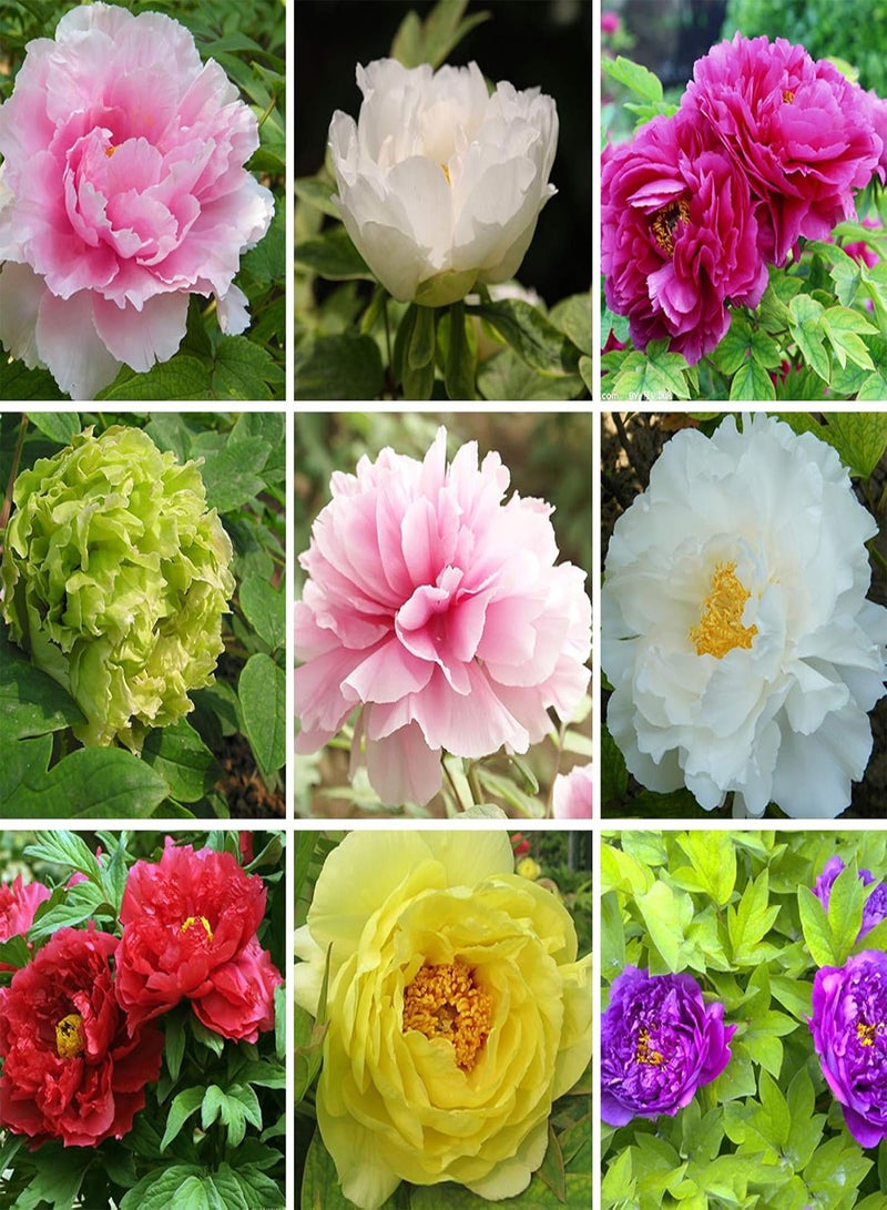 GGOOT Green Garden Flower Plants-10 Pcs Summer Blooming Peony Flower Seeds Perennial Plants Home Garden Decor - Rose Red Peony Seeds - Image 2