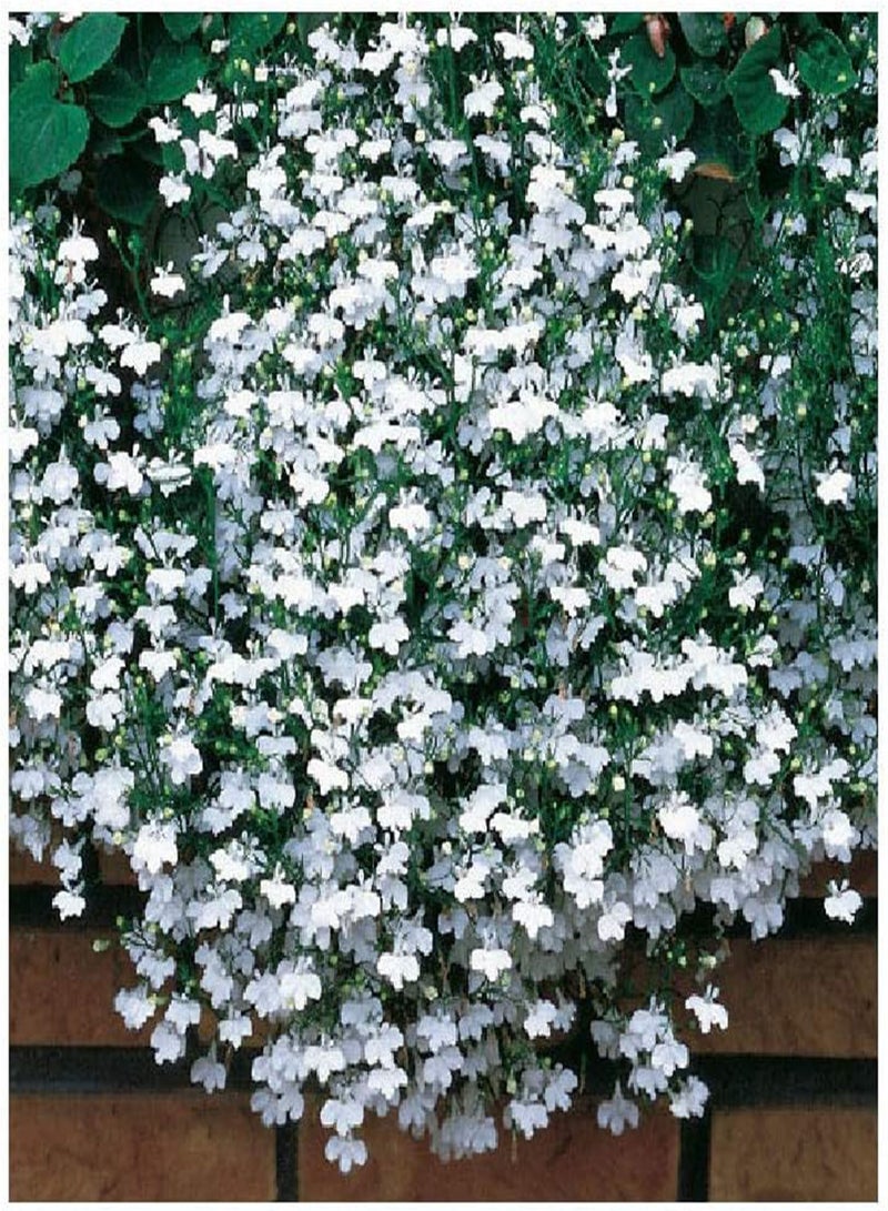 جي جوت - بذور زهرة اللوبيليا البيضاء النافورة، 250 (0.1 جرام) - Image 2