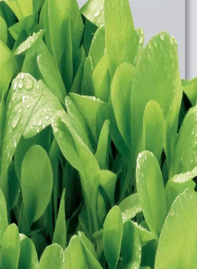 Seeds of Chicory Da Taglio Bionda A Foglie Larghe