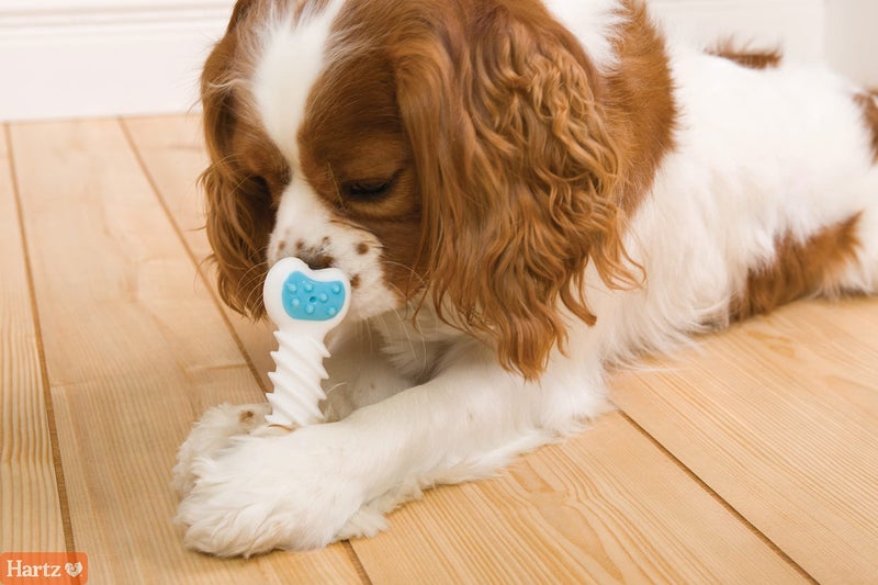 Hartz Chew â€˜n Clean Twisty Bone Dog Chew Toy, Bacon Scented for Moderate Chewers, Extra Small - Image 4