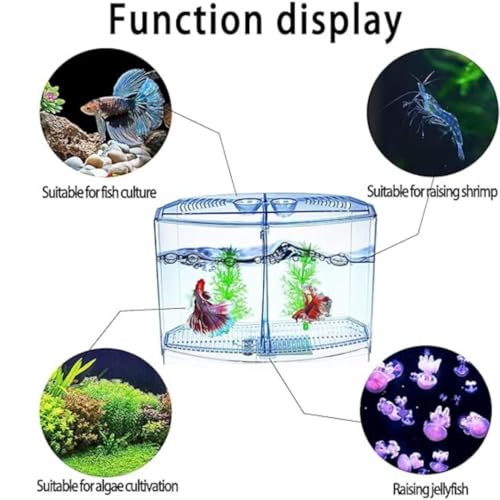 KSH STORE ® Double Compartment Betta Fish Tank with Divider, 18 x 8 x 15 cm, Acrylic Breeding Box for Fish, Shrimp and Jellyfish Colour May Vary - Image 3