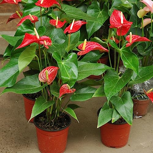 Gardenera Organic Anthurium Potting Mix by Gardenera - Nourish Your Plants Naturally - 2 QUARTS - Image 2