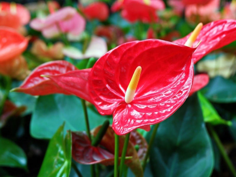 Gardenera Organic Anthurium Potting Mix by Gardenera - Nourish Your Plants Naturally - 2 QUARTS - Image 3