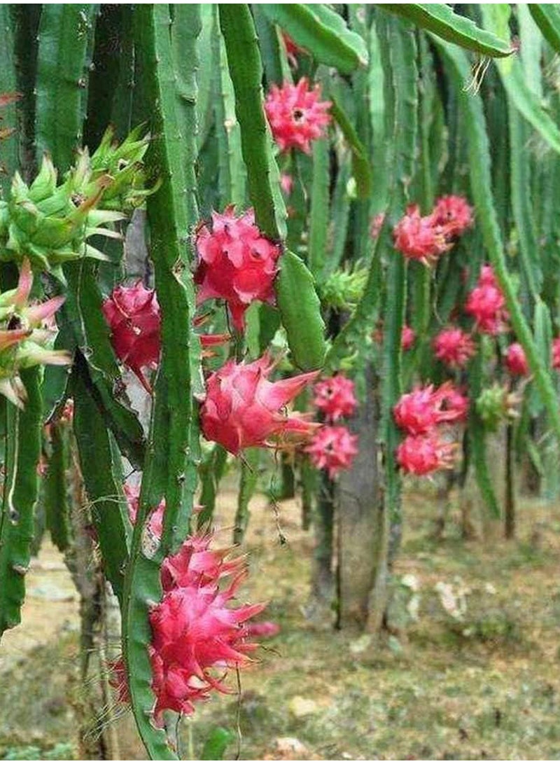 GGOOT 100pcs Pitaya Seeds  - Image 4