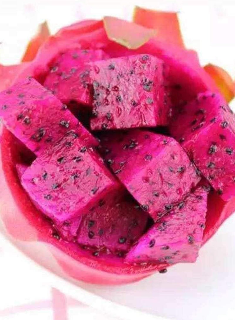 GGOOT 100pcs Pitaya Seeds  - Image 2