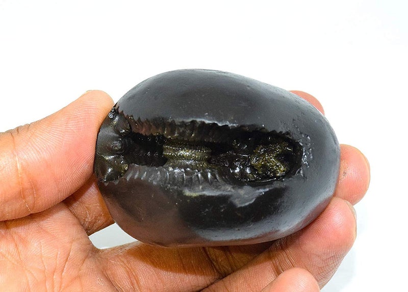 Devama The Divine™ Original Vasudeva Shaligram Vasudev Shaligrama Stone Shaligram in a Beautiful Box/Asli Shaligram from Gandaki River - Image 2