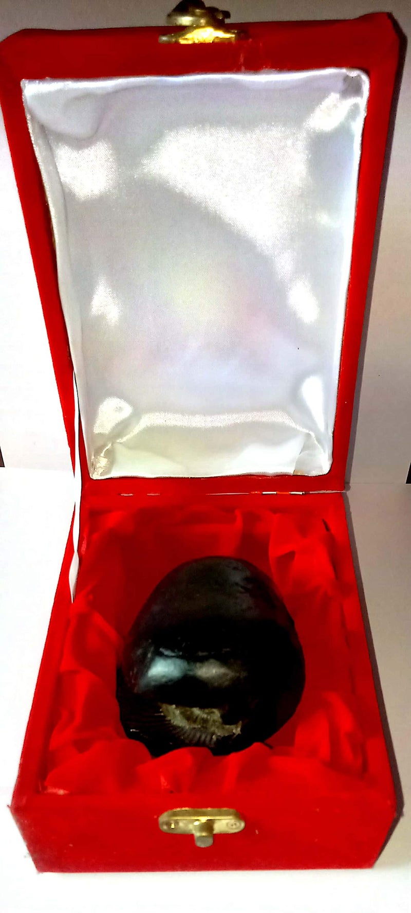 Devama The Divine™ Original Vasudeva Shaligram Vasudev Shaligrama Stone Shaligram in a Beautiful Box/Asli Shaligram from Gandaki River - Image 4