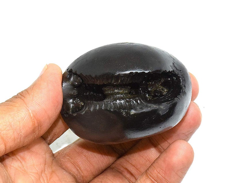 Devama The Divine™ Original Vasudeva Shaligram Vasudev Shaligrama Stone Shaligram in a Beautiful Box/Asli Shaligram from Gandaki River - Image 5