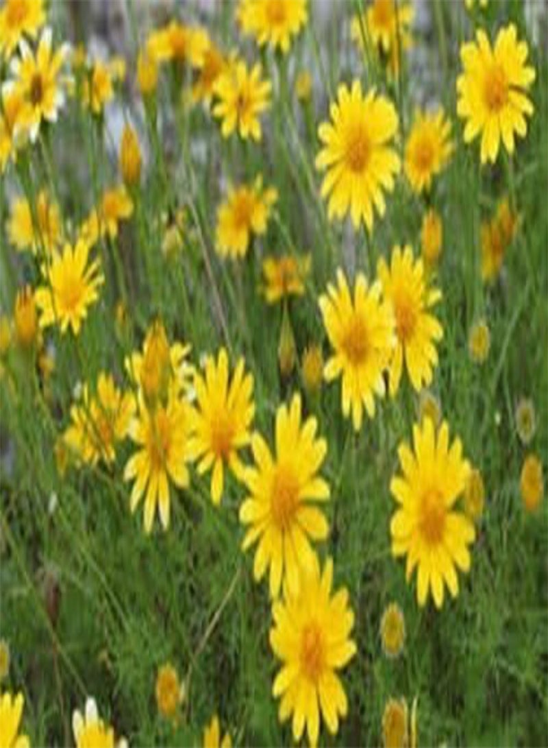 جي جوت زهرة دالبيرج ديزي - ثيموفيلا جولد كاربيت - 200 - Image 3