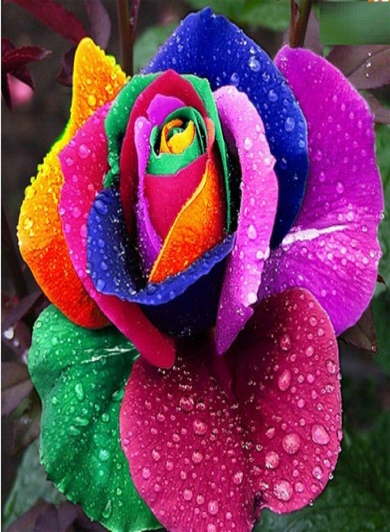 GGOOT Rainbow Rose Flower Seeds, Beautiful Multi-Colored Rose Seeds, Home Garden Rare Plant Seeds (20) - Image 2