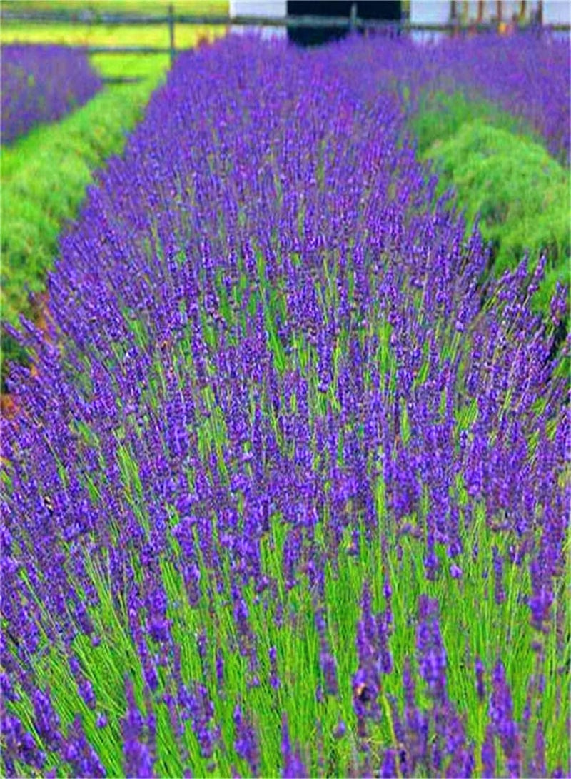 GGOOT Lavender Seeds/Garden Collection Gift/Strong Growing Plant Scented Flowers/Charming Fragrance-500pcs - Image 1